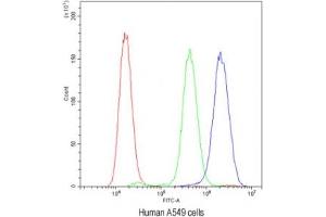 Flow cytometry testing of human A549 cells with PLK2 antibody at 1ug/10^6 cells (blocked with goat sera) (PLK2 anticorps  (C-Term))