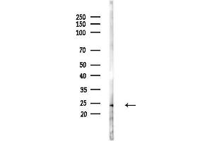 anti-ADP-Ribosylation Factor-Like 3 (ARL3) (C-Term) antibody