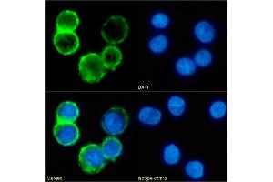 Immunofluorescence staining of fixed Daudi cells with anti-CD53 antibody 161-2 (53/2). (Recombinant CD53 anticorps)
