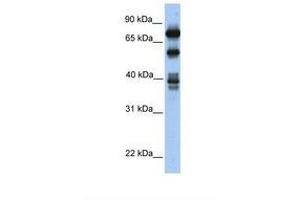 Image no. 1 for anti-Spermatid Perinuclear RNA Binding Protein (STRBP) (AA 434-483) antibody (ABIN6737960) (STRBP anticorps  (AA 434-483))