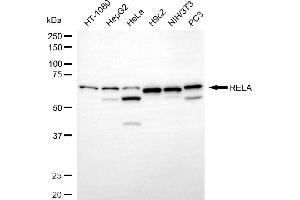 Western blotting analysis using RELA antibody (ABIN7799646).