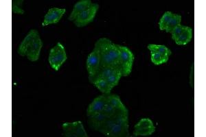Immunofluorescence staining of HepG2 cells with ABIN7153389 at 1:75, counter-stained with DAPI. (Cyclin D2 anticorps  (AA 1-289))