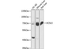 Western blot analysis of extracts of various cell lines, using  antibody  at 1:1000 dilution. (ACSL5 anticorps  (AA 500-739))