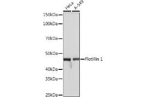 Western blot analysis of extracts of various cell lines, using Flotillin 1 Rabbit mAb (ABIN3017206, ABIN3017207, ABIN1680028 and ABIN1680029) at 1:1000 dilution.
