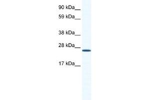WB Suggested Anti-ARNTL Antibody Titration:  1. (ARNTL anticorps  (N-Term))