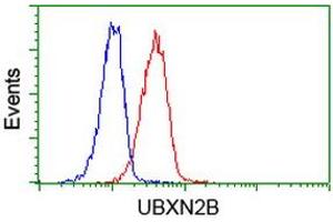 Image no. 2 for anti-UBX Domain Protein 2B (UBXN2B) antibody (ABIN1501658) (UBXN2B anticorps)