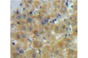 IHC-P analysis of Liver tissue, with DAB staining. (GDF10 anticorps  (AA 339-477))