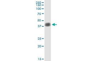 Immunoprecipitation of SFTPB transfected lysate using anti-SFTPB MaxPab rabbit polyclonal antibody and Protein A Magnetic Bead , and immunoblotted with SFTPB purified MaxPab mouse polyclonal antibody (B01P) .