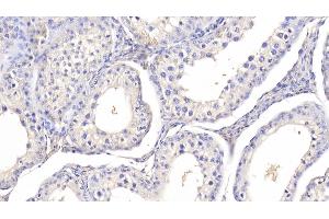 Detection of LEP in Bovine Testis Tissue using Polyclonal Antibody to Leptin (LEP)