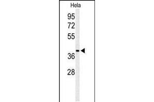 Western blot analysis of ADPRHL2 Antibody in Hela cell line lysates (35ug/lane) (ADPRHL2 anticorps  (N-Term))