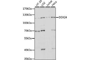 Western blot analysis of extracts of various cell lines, using DDX24 antibody (ABIN7266691) at 1:1000 dilution. (DDX24 anticorps  (AA 510-859))