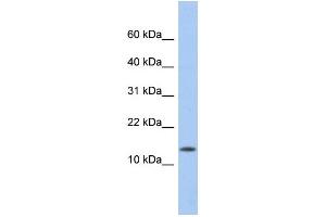 WB Suggested Anti-ID2 Antibody Titration:  0.