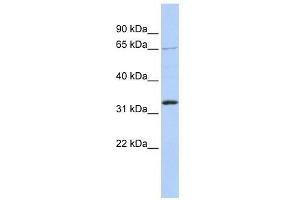 Western Blot showing GRHL2 antibody used at a concentration of 1. (GRHL2 anticorps  (Middle Region))