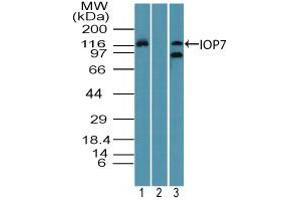 Image no. 2 for anti-Importin 7 (IPO7) (AA 1-50) antibody (ABIN960236) (IPO7 anticorps  (AA 1-50))