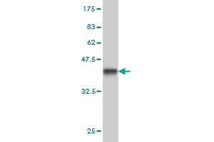 Western Blot detection against Immunogen (37.