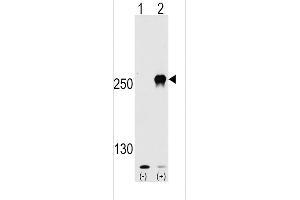 Western blot analysis of FR (arrow) using rabbit polyclonal FR Antibody  (ABIN390217 and ABIN2840698).