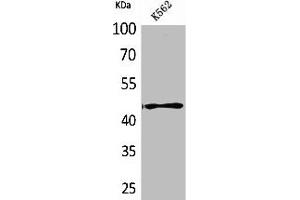 Western Blot analysis of K562 cells using CD241 Polyclonal Antibody (RHAG anticorps  (N-Term))