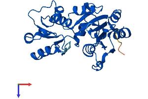 AlphaFold protein structure predicition of Human Recombinant HDHD2 Protein, UniprotID Q9H0R4