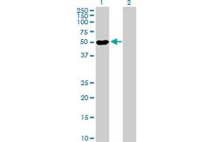 Western Blot analysis of POLR1E expression in transfected 293T cell line by POLR1E MaxPab polyclonal antibody. (POLR1E anticorps  (AA 1-419))