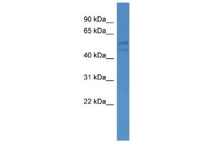 WB Suggested Anti-FSCN3 Antibody Titration: 0. (Fascin 3 anticorps  (C-Term))
