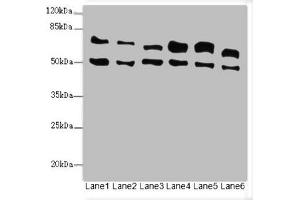 Western blot All lanes: ELF2 antibody at 3.