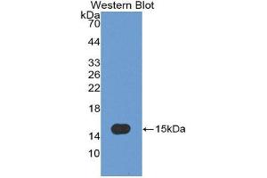 Western Blotting (WB) image for anti-Caspase 7, Apoptosis-Related Cysteine Peptidase (CASP7) (AA 207-303) antibody (ABIN3208609) (Caspase 7 anticorps  (AA 207-303))