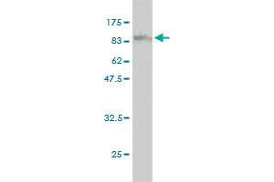 Western Blot detection against Immunogen (82.