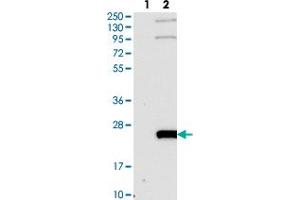 Western blot analysis of Lane 1: Negative control (vector only transfected HEK293T lysate). (WW Domain Binding Protein 5 (WBP5) anticorps)