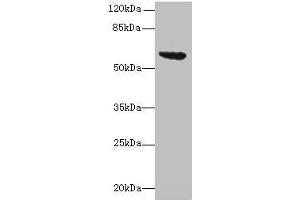Western blot All lanes: tar antibody at 16 μg/mL + DH5α whole cell lysate Secondary Goat polyclonal to rabbit IgG at 1/10000 dilution Predicted band size: 60 kDa Observed band size: 60 kDa (RBM8A anticorps  (AA 212-553))