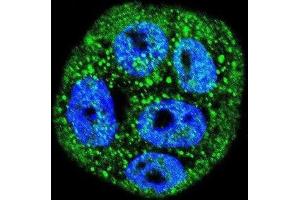 Immunofluorescence (IF) image for anti-Mucin 20, Cell Surface Associated (MUC20) antibody (ABIN2995265)