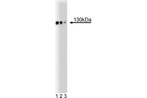 Western Blotting (WB) image for anti-Golgin A2 (GOLGA2) (AA 869-982) antibody (ABIN968197) (Golgin A2 (GOLGA2) (AA 869-982) anticorps)