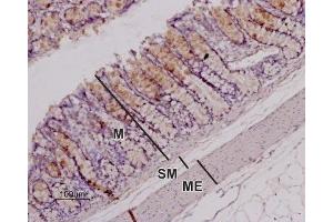 Expression of OX1R in rat colonImmunohistochemical staining of paraffin-embedded longitudinal section of rat colon showing mucosa (M), submucosa (SM), and muscularis externa (ME) using Anti-Orexin Receptor 1 Antibody (ABIN7043285, ABIN7044883 and ABIN7044884), (1:100). (Hypocretin (Orexin) Receptor 1 (HCRTR1) Peptide)