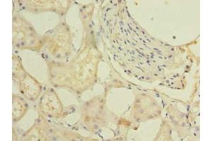 Immunohistochemistry of paraffin-embedded human kidney tissue using ABIN7164457 at dilution of 1:100 (GPR146 anticorps  (AA 301-333))