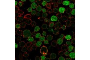 Immunofluorescence Analysis of PFA-fixed K562 cells labeling BCL10 using BCL10 Recombinant Rabbit MAb (BL10/2988R) followed by Goat anti-rabbit IgG-CF488 (Green).