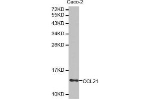 Western blot analysis of extracts of Caco-2 cell lysate, using CCL21 antibody. (CCL21 anticorps  (AA 24-134))