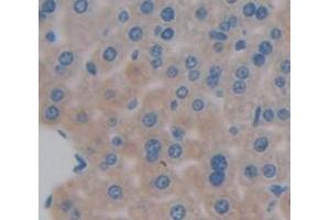 Figure. (Complement C3 Convertase anticorps  (AA 1314-1663))