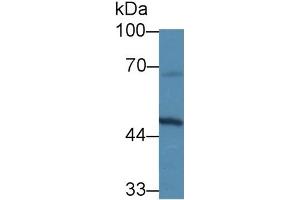 Rabbit Detection antibody from the kit in WB with Positive Control: Human hela cell lysate. (SLC30A8 Kit ELISA)