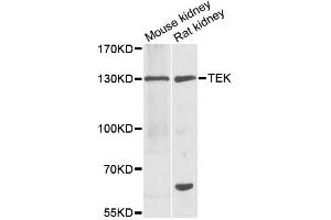 Western blot analysis of extracts of various cell lines, using TEK antibody (ABIN1875053) at 1:1000 dilution. (TEK anticorps)