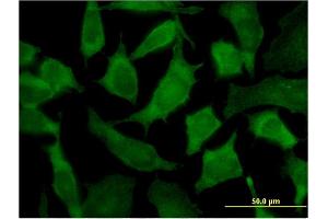 Immunofluorescence of monoclonal antibody to PA2G4 on HeLa cell.