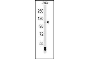 Western blot analysis of RBM26 Antibody (N-term) in 293 cell line lysates (35ug/lane). (RBM26 anticorps  (N-Term))