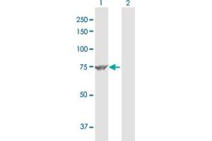 Western Blot analysis of MUT expression in transfected 293T cell line by MUT MaxPab polyclonal antibody.