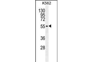 MITF Antibody (N-term) (ABIN655506 and ABIN2845022) western blot analysis in K562 cell line lysates (35 μg/lane). (MITF anticorps  (N-Term))