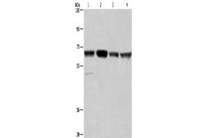 Western Blotting (WB) image for anti-Glyoxylate Reductase 1 Homolog (GLYR1) antibody (ABIN2433093) (GLYR1 anticorps)