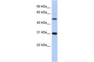 Western Blotting (WB) image for anti-Peptidase Inhibitor 16 (PI16) antibody (ABIN2463939) (PI16 anticorps)