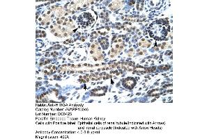 Human kidney (Serotonin Receptor 3A anticorps  (N-Term))