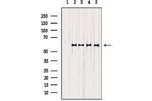 Western blot analysis of extracts from various samples, using EFNB1/2 Antibody. (EFNB1/2 anticorps)