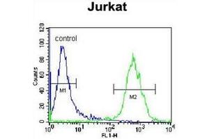 Flow cytometric analysis of Jurkat cells using OR4N4 Antibody (N-term) Cat. (OR4N4 anticorps  (N-Term))