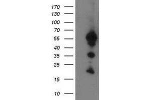 Image no. 1 for anti-UBX Domain Protein 2B (UBXN2B) antibody (ABIN1501658) (UBXN2B anticorps)