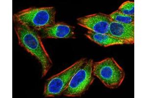 Immunofluorescence analysis of Hela cells using EMD mouse mAb (green). (Emerin anticorps  (AA 1-222))