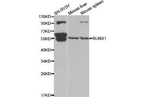Western blot analysis of extracts of various cell lines, using RUNX1 antibody. (RUNX1 anticorps)